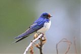 Barn Swallow